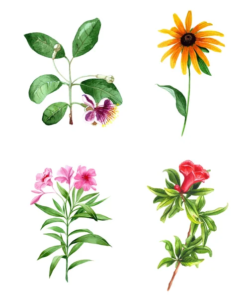 Set of hand painted flowers: feijoa, rudbeckia, pink oleander, pomegranate flower. Collection of watercolor isolated design element for wedding, invitation, congratulation, valentine card. Botanical. — Stock Photo, Image