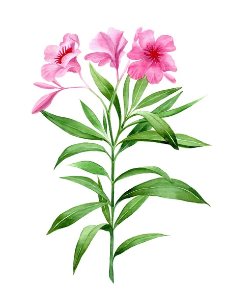 NameThatPlant.net: Agalinis linifolia