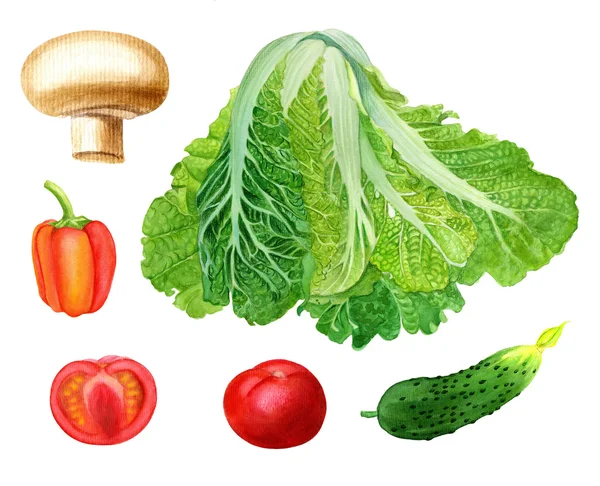 一套水彩手绘蔬菜。孤立的大白菜，香菜，胡椒，西红柿，黄瓜。市场海报、菜单的设计元素 — 图库照片