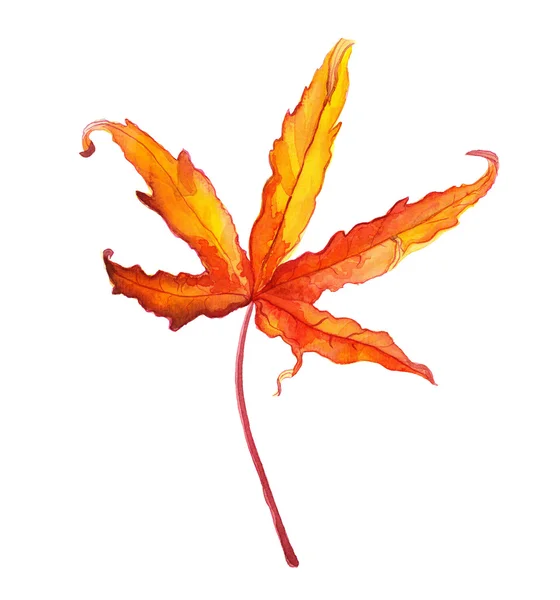Hand drawn orange maple leaf. Bright picturesque watercolor design element — Stock Photo, Image