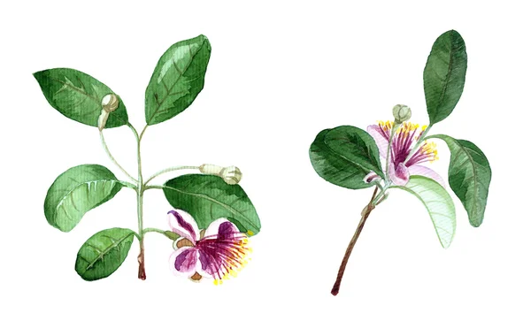 O casal de feijoa flor ramo. Pintura à mão aquarela isolada sobre branco. Ilustração botânica aquarela. Flor de cerejeira . — Fotografia de Stock