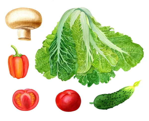 Set of watercolor hand painted vegetables. Isolated chinese cabbage, champignon, pepper, tomato, cucumber. Design element for market poster, menu — Stock Image Set of watercolor hand painted vegetables. Isolated chinese cabbage, champignon, pepper, tomato, cucumber. Design element for market poster, menu Stock Picture