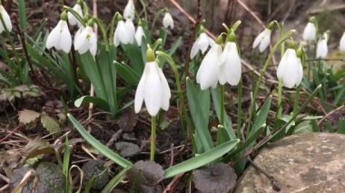 Kardelen yağan kar altında rüzgarda sallanan. Ağır çekim.