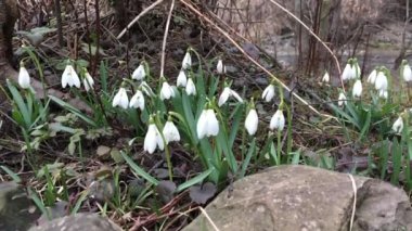 Kardelen yağan kar altında rüzgarda sallanan. Ağır çekim.