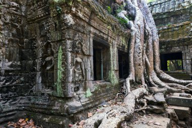 Büyük ağaç ve molozlarla dolu bir tapınak. Ta Phrom orman tapınağı olarak da bilinir. Siem Reap, Kamboçya 'daki Angkor Wat tapınağındaki ünlü tapınaklardan biri..