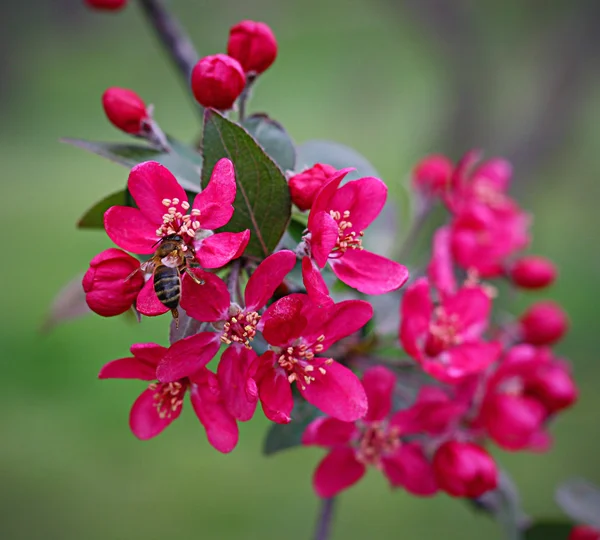 Blommor röda sakura — Stockfoto