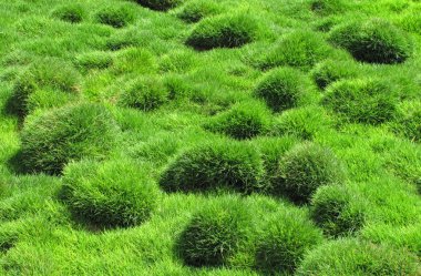 Dekoratif yeşil çimen, Zoysia tenuifolia