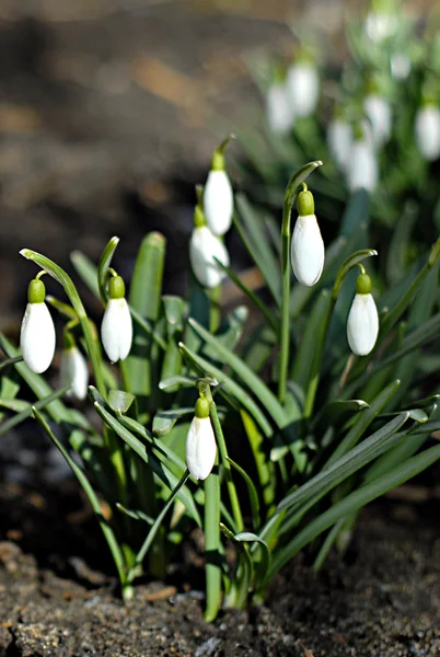 Prachtige verse sneeuwklokjes in het vroege voorjaar — Stockfoto