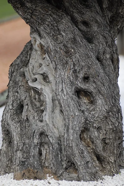 地中海橄榄老树干 — 图库照片