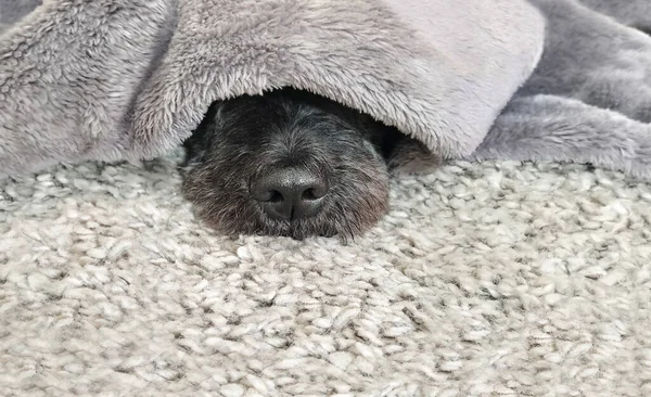 Mignon chien relaxant sous la couverture chaude — Photo