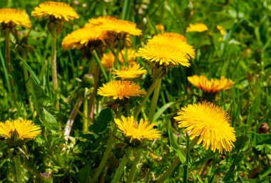 Tarladaki sarı karahindiba çiçeklerine yakın çekim