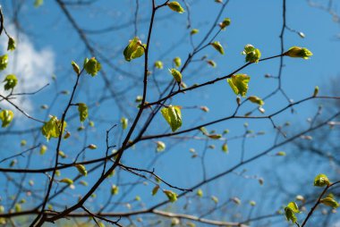 İlkbaharda ağaç dallarında tomurcuklar, polen alerjisi