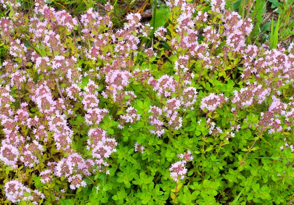 Wild thyme herb in bloom, Thymus serpyllum — Stock Photo, Image