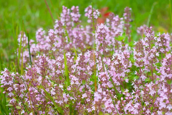 Yabani kekik çiçeği, Thymus serpillum