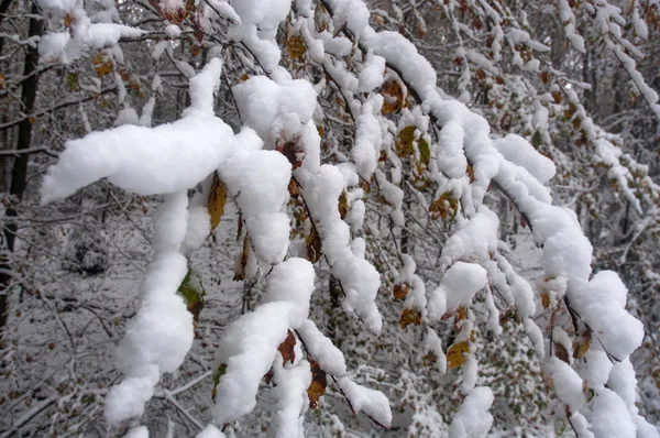 Árboles con nieve en el paisaje invernal — Foto de Stock
