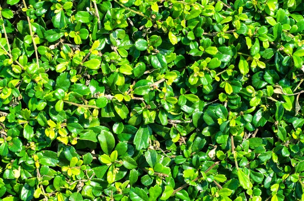 Close-up, folhas verdes fundo da parede — Fotografia de Stock