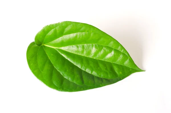 Betel leaf op witte achtergrond. — Stockfoto