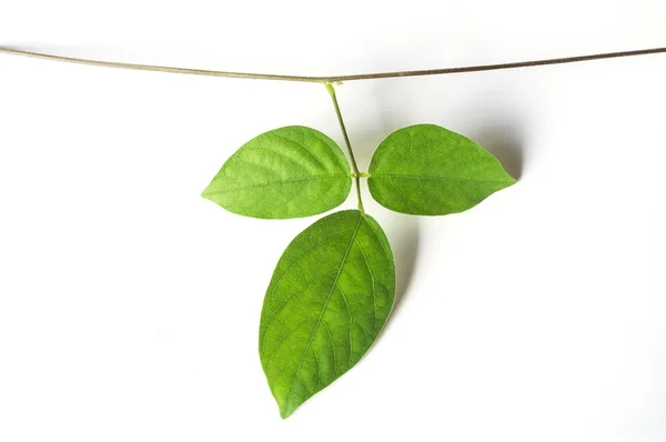 Planta de vid de cerca sobre fondo blanco —  Fotos de Stock