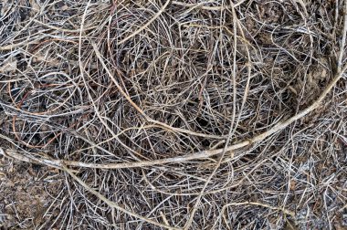 doğada kuru vineplant.