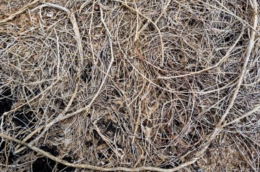 doğada kuru vineplant.