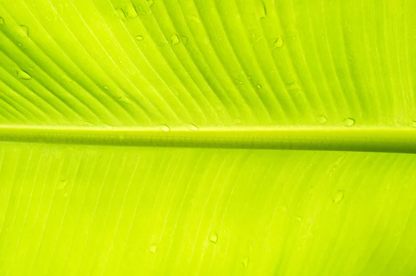 Tekstura tło zielone podświetlenie Banana Leaf. — Zdjęcie stockowe