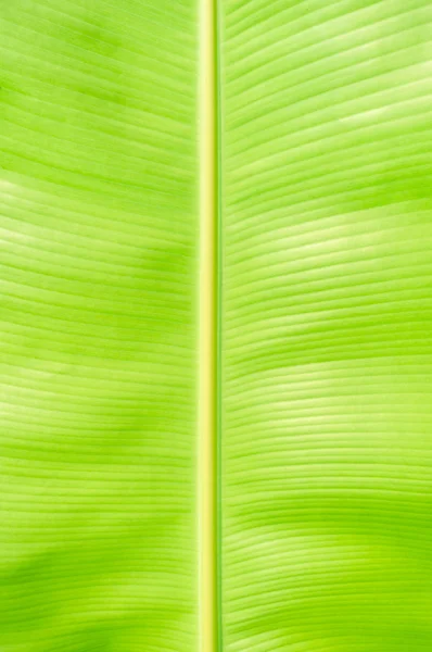 Tekstura tło zielone podświetlenie Banana Leaf. — Zdjęcie stockowe