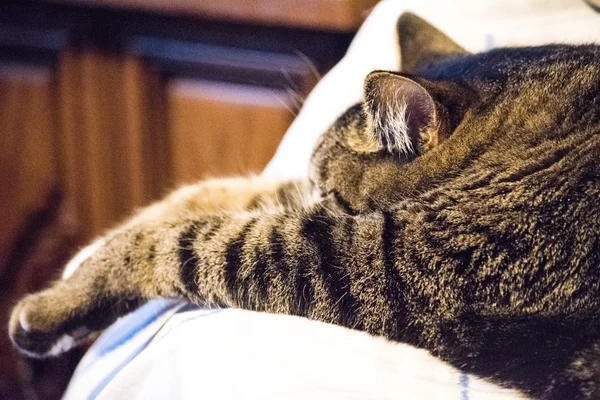 Kaplan kanepe silah önünde uyuyan kedi elimden