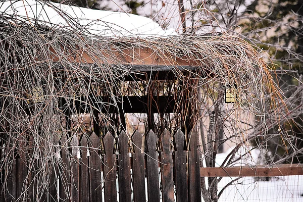 Entrée Jardin Hiver Envahie Par Les Vignes — Photo