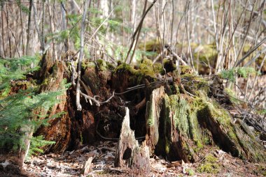 Ormanda köklerinden sökülmüş bir kütük