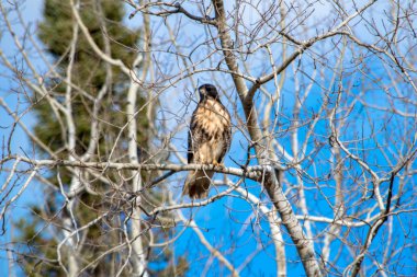 şahin ağaç dalı üzerinde oturan