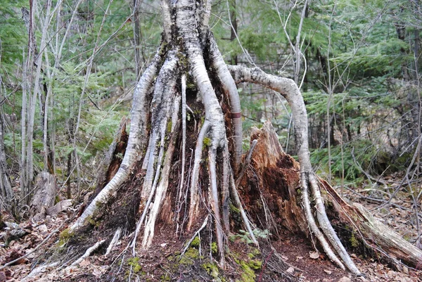 Ground Tree Roots — Stock Photo, Image