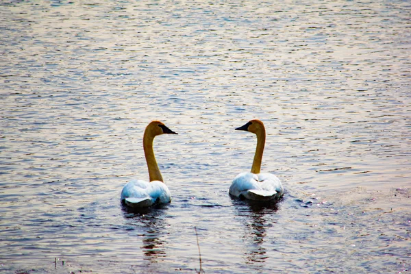 Swans Water Swimming Side Side — Stock Photo, Image