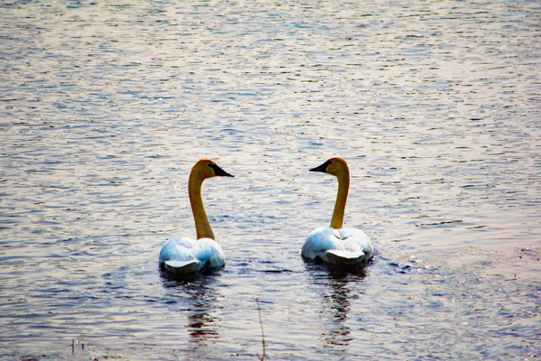 Cisnes Água Nadando Lado Lado — Fotografia de Stock