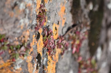bir kayayı kaplayan turuncu yosun