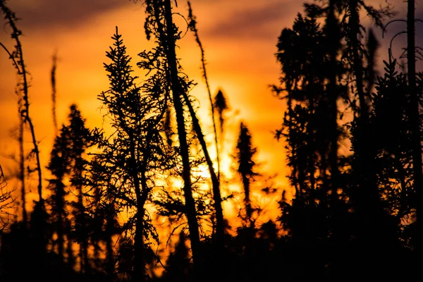 Zonsondergang door de bomen Stockfoto