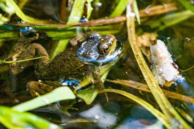 Kurbağa gözatma başını dışarı su