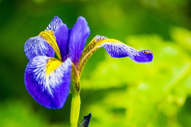 Sibirya Iris minnesota doğa açık havada