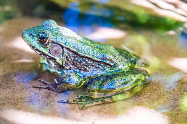 Zijaanzicht van bullfrog Rechtenvrije Stockafbeeldingen