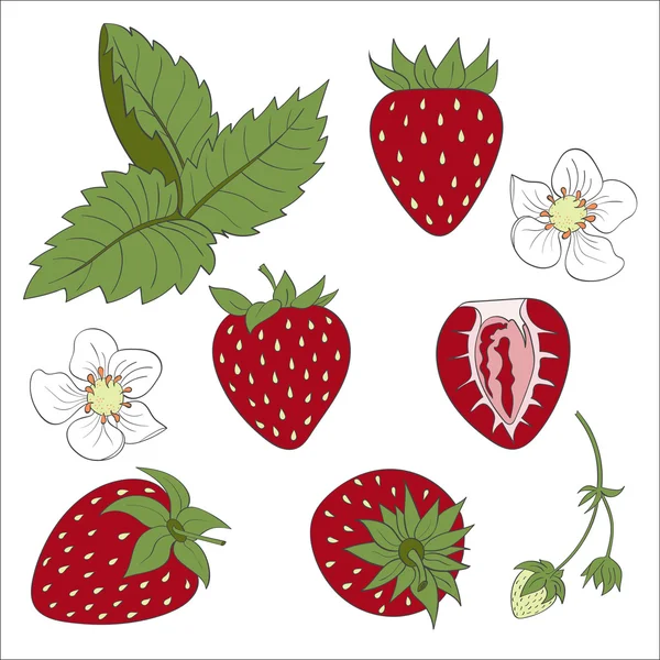 イチゴの組成、イチゴの葉、イチゴの花、イチゴ ベクトルは、イチゴの漫画イラストを設定します。イチゴは、白い背景で隔離. — ストックベクタ