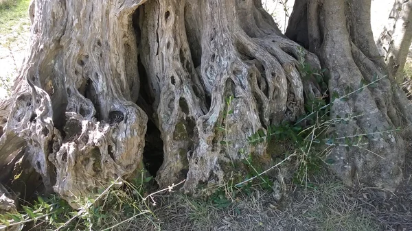 Árbol viejo con raíces grandes — Foto de Stock