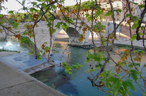 Die alte Brücke und die Bäume, die um sie herum wachsen — Stockfoto