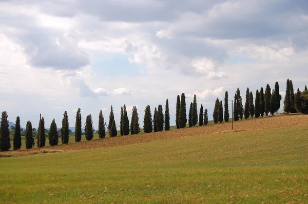 Zypresse auf einem Hügel — Stockfoto