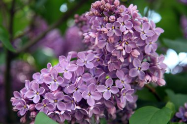 Mor Eflatun çiçekler