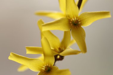 Sarı çiçekler, yumuşak çiçek arka plan. Makro.