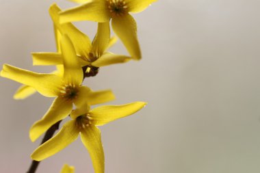 Sarı çiçekler, yumuşak çiçek arka plan. Makro.