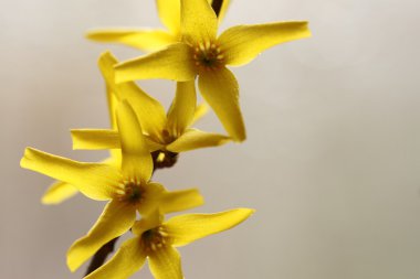 Sarı çiçekler, yumuşak çiçek arka plan. Makro.