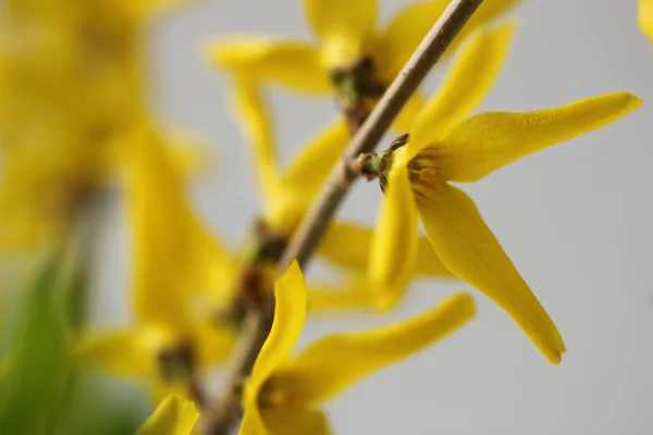 Yellow flowers, soft floral background. Macro. — Stock Photo, Image