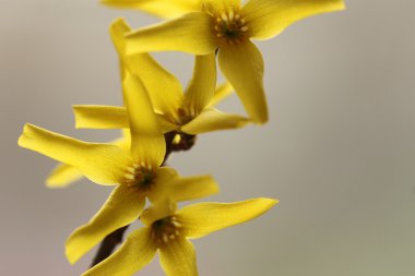 Sarı çiçekler, yumuşak çiçek arka plan. Makro.