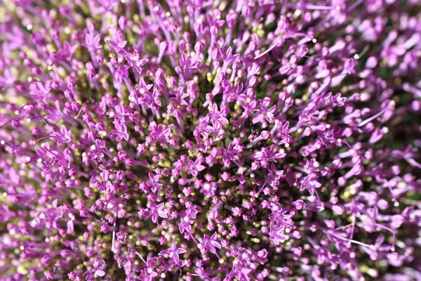 Flores violetas sobre fondo borroso con boke — Foto de Stock