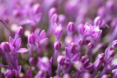 Böke bulanık zemin üzerine mor çiçekler